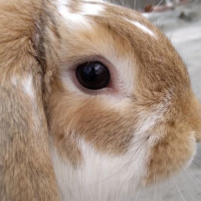 Hola, soy un conejo 🐰
