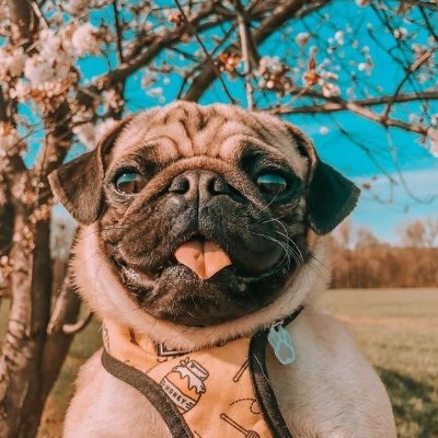 Pug's World Profile