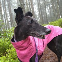 Vicky Johnston (@greyhoundvicky) 's Twitter Profile Photo Vicky Johnston (@greyhoundvicky) 's Twitter Profile Photo