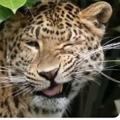 insurgencia__'s profile picture. 