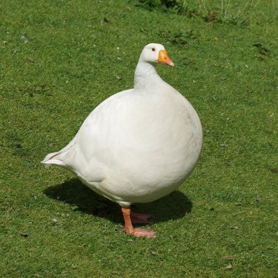 hoddymadges's profile picture. :^)