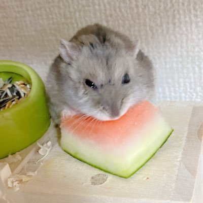 C/C++で生きてるプログラマ、でもPMやったりPLやったり何でも屋。現在はフリーランス。 競プロやってます(でも最近さぼり気味)。 ゲームは駅メモ(+泡)、信長出陣、パズドラあたりをやってます。 ハムスター歴4年。ハムと会話できるようになりたい。 Bluesky:@koyukitukimino.bsky.social