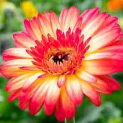 ymcardenas04's profile picture. Proud wife, mother of four, a twin mom, and educator.