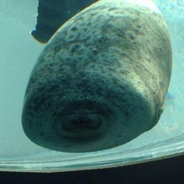 debubass's profile picture. 目標 2025年行政書士合格→記述抜き158点🤢2026/1/28結果待ち→LEC横溝クラス受講中