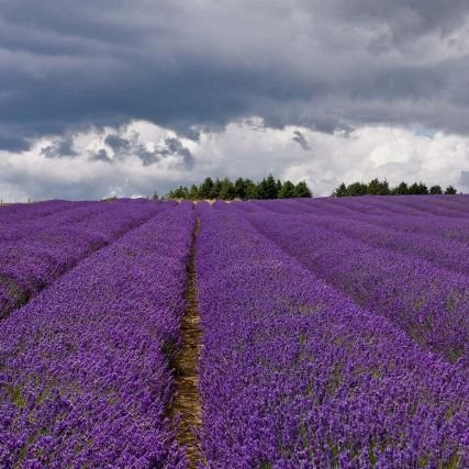 lavenderroute Profile Picture