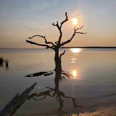 Dead Tree of Liberty Profile