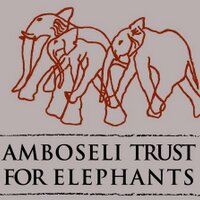 Amboseli Trust for Elephants (@elephanttrust) 's Twitter Profile Photo Amboseli Trust for Elephants (@elephanttrust) 's Twitter Profile Photo