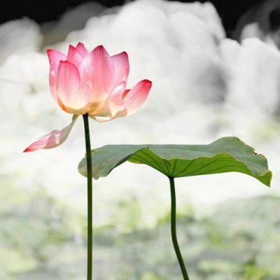 hnbc365's profile picture.