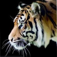 Ardmore Tigers Quarterback Club 🏈 (@clubardmore) 's Twitter Profile