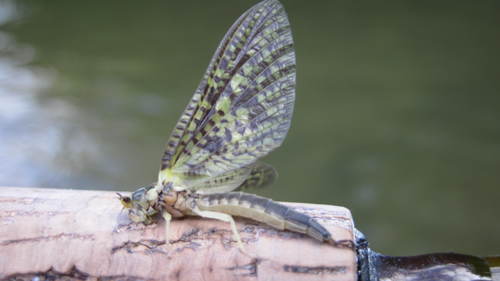 I am a part time fly fishing guide and full time healthcare worker for CAMC.
Check my website out @www.elkriverflyfish.com