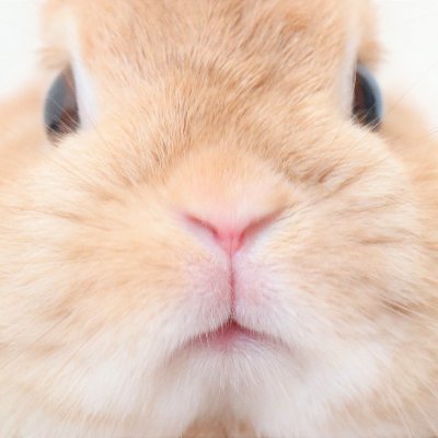 rabbitfarmkino Profile Picture