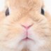 rabbitfarmkino (@rabbitfarmkino) Twitter profile photo rabbitfarmkino (@rabbitfarmkino) Twitter profile photo