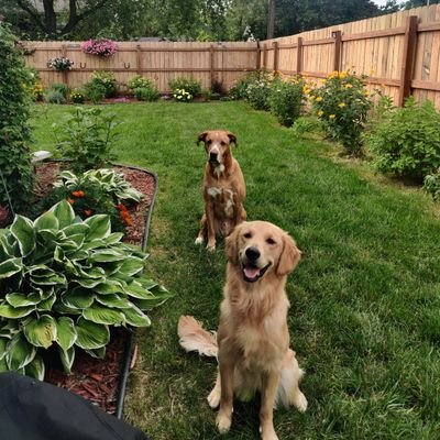 I made this profile to show of our garden & amazing dogs. I grow everything including cannabis