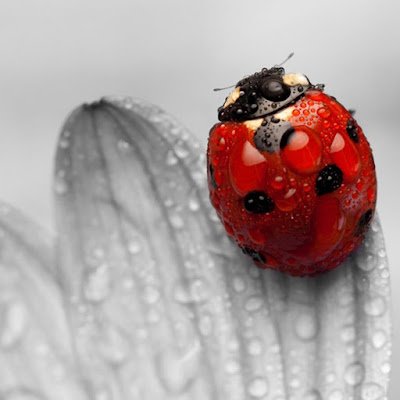 Elementalstar1's profile picture. 