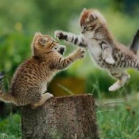 Anibalxd (@anibalxd50) 's Twitter Profile