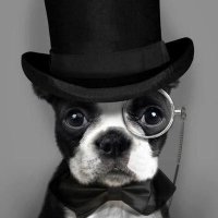 Not a Pinko (@dogscantwhistle) 's Twitter Profile