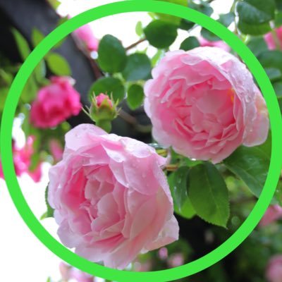 バラに夢中😊💕✨🌱東京🌱✨ローズガーデンや公園で撮影した写真動画を投稿✨🌱時々は自宅で育てたバラもUP😀✨🌹🧡🌱I love roses and visiting rose garden. ✨I’m growing roses.  https://t.co/MvmsZZ8SdD