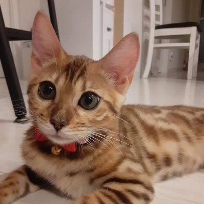 べる(ベンガル) 女の子 2021/4/4 😺猫好き🩷ベンガル、スコ、マンチカン、黒猫、白猫ファミリー😽無言フォロー大歓迎✨