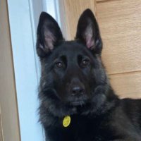Mairi Macfarlane (@mdmairidoll) 's Twitter Profile