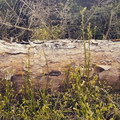 acorn_queen's profile picture. Out in nature or lost in yarn, books, gaming, series. Mum to a tiny human, happily married. European.