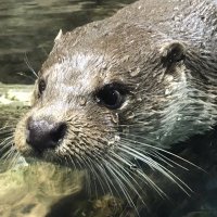 GM ナリカズ (@3dsmattsu) 's Twitter Profile Photo GM ナリカズ (@3dsmattsu) 's Twitter Profile Photo