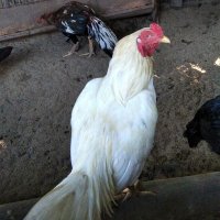 jagokandang (@thomasjogja) 's Twitter Profile