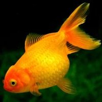 Goldfish (@goldfishunc) 's Twitter Profile Photo Goldfish (@goldfishunc) 's Twitter Profile Photo