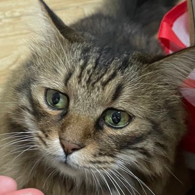 yukiSH94's profile picture. 20⬆️/スマホゲームの廃人/下野紘推し/乙女ゲーム/ミュージカル＆舞台/日本語勉强中/お気軽に話しかけてください（≧∇≦）