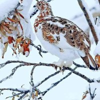 Cemal Görümlü (@cemalgorumlu) Twitter profile photo