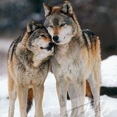 RaquelPND12's profile picture. Fico com a 3°via.
#Ciro2022🌹✊🇧🇷