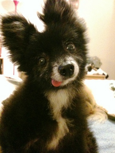 I'm a 5 yr old Pomeranian rescued by my family on 2/2/11. I have no teeth, so my tongue hangs out all the time but I'm happy & loved & love to cuddle & play!