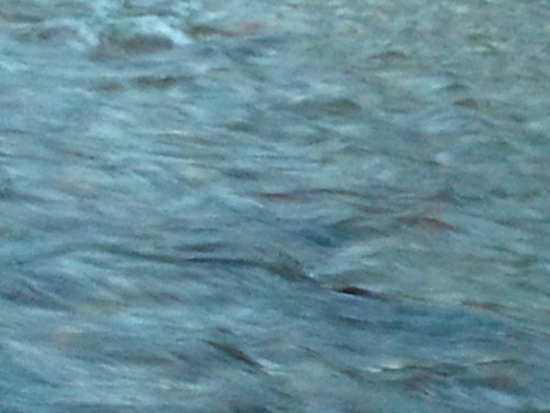 pureinheart80's profile picture. 