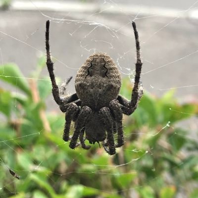 sadaso's profile picture. 描くんだよ！！