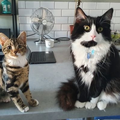 David Silva 'Dav' - born July 2020 - Tuxedo.
Georgi - born Feb 2021- Stripes and spots.