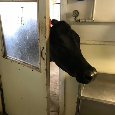 Veterinarian/Dairy Farmer/Researcher