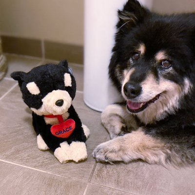 Grace_TheDog's profile picture. I'm Grace the dog and I bring love to everyone I meet.