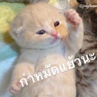 ชัดเจน. (@_02clear) 's Twitter Profile