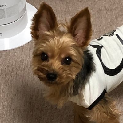 小豆ママです。不慣れと焦りと今までアナログでしたのですみません。色々教えて下さい。皆さんのお力ありがとうございます。