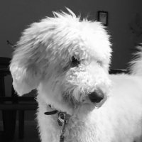 Dodger the Labradoodle (@dodgerthedoodle) 's Twitter Profile