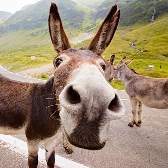 paapi_oggy's profile picture. 