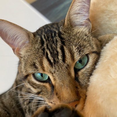 FriedrichGi's profile picture. Alter Kater