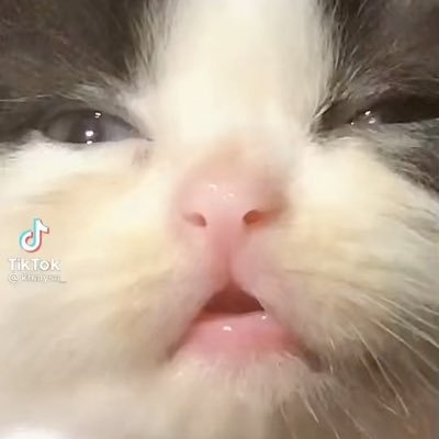 beebonavi's profile picture. 