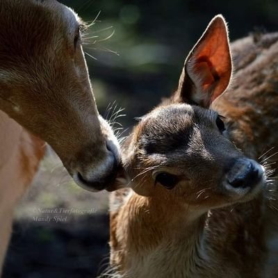 28/w 🇩🇪  #hobbyphotography #naturephotography #animalsphotography #nikon