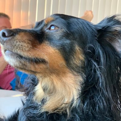 DaggiesLeashes's profile picture. live