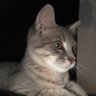 badbunnie2021's profile picture. BLACKBEAR cub