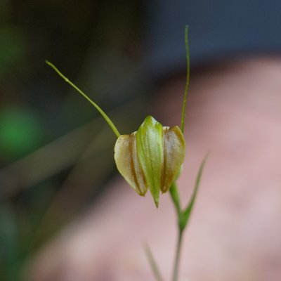 AlbertonWest's profile picture. Logging an endangered forest at massive cost to Victorian taxpayers is madness. https://t.co/Q8XRBm0jNW