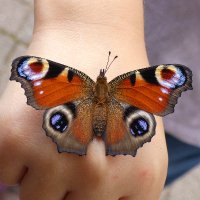 Hans guck in die Natur (@guckindienatur) 's Twitter Profile Photo Hans guck in die Natur (@guckindienatur) 's Twitter Profile Photo