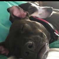 bb (@bbosch09) 's Twitter Profile