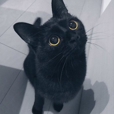 我儘な子猫ちゃんだけど許してね