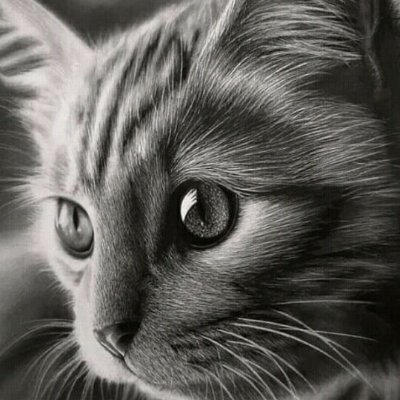 torocq's profile picture. Orasah sat set ndak kesrimpet